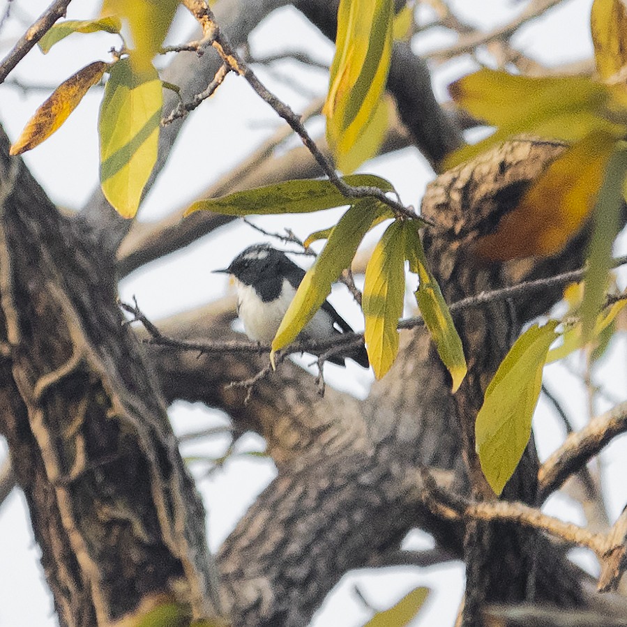 Ultramarine Flycatcher - ML421125351