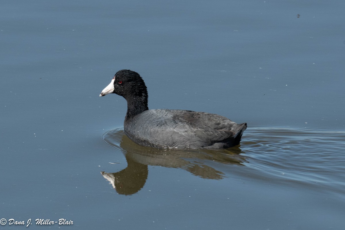 American Coot - ML421125651