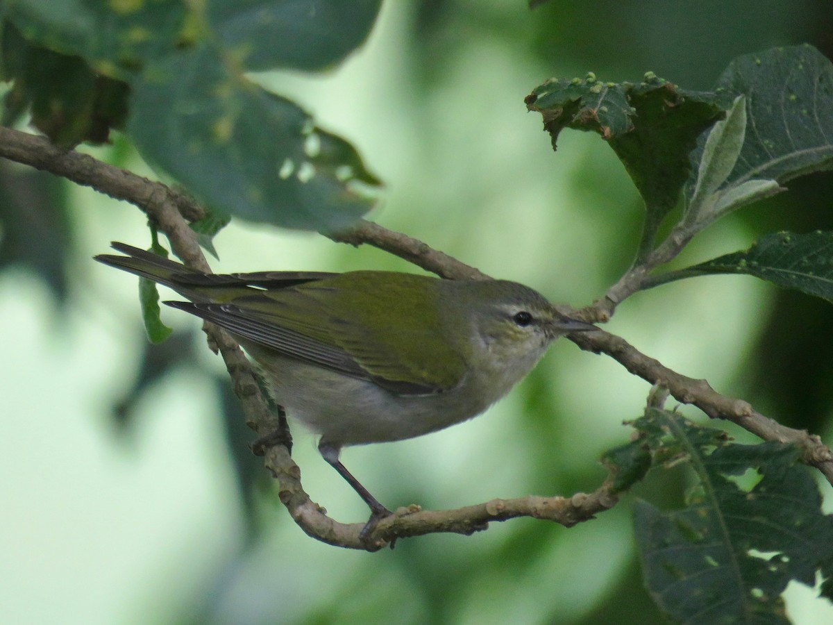 Tennessee Warbler - ML42112591