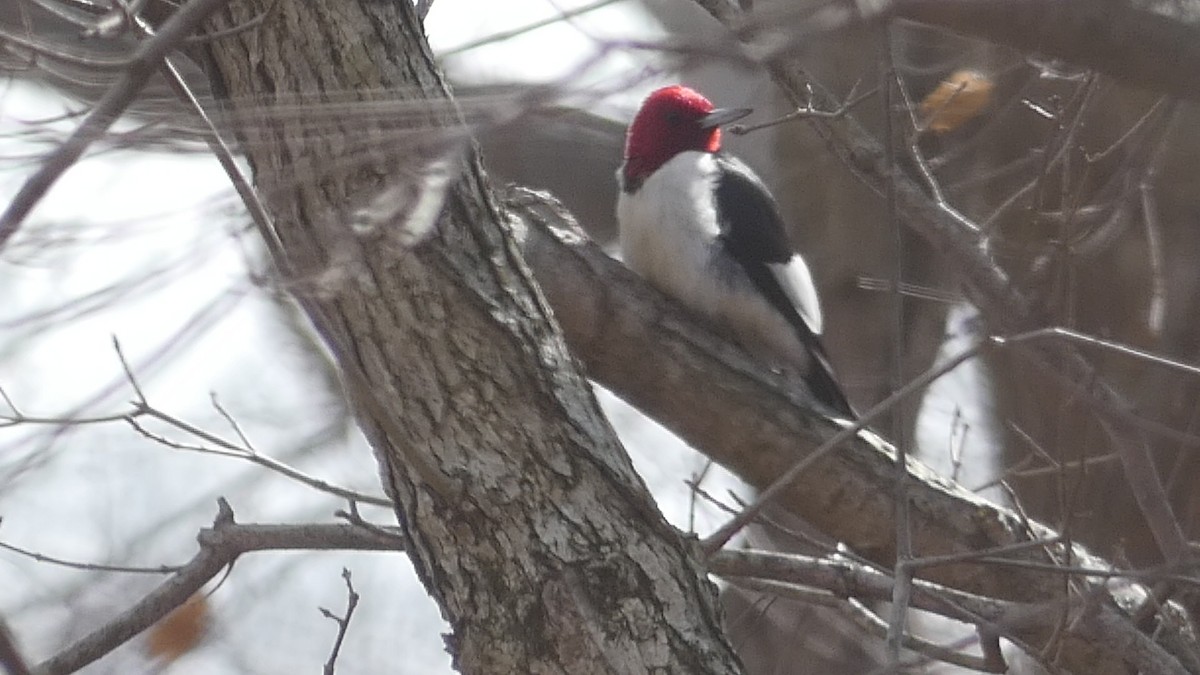 Red-headed Woodpecker - ML421126901