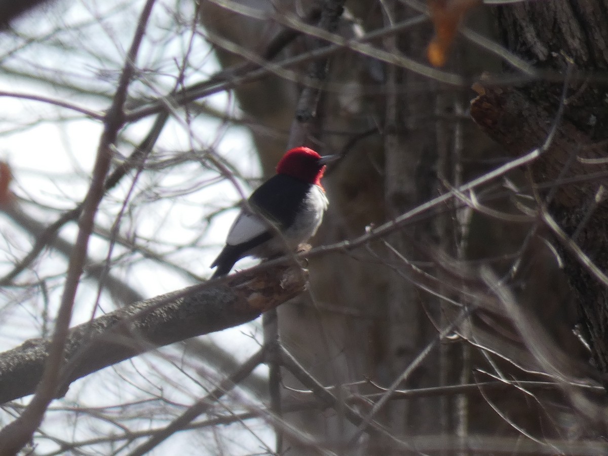 Red-headed Woodpecker - ML421127301