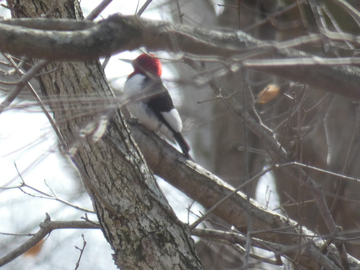 Red-headed Woodpecker - ML421127311