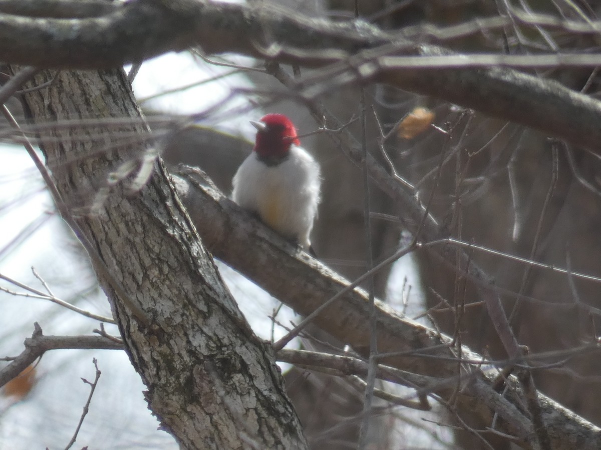Red-headed Woodpecker - ML421127371