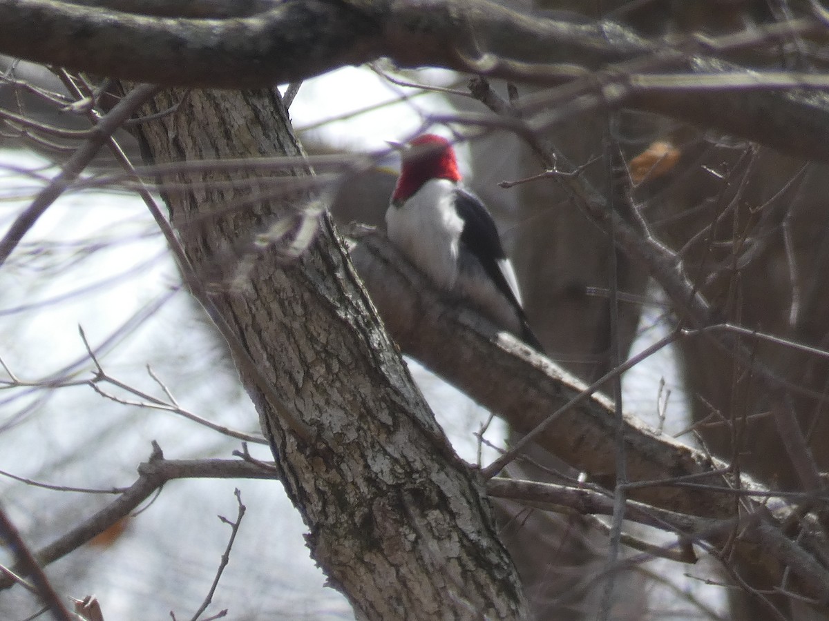 Red-headed Woodpecker - ML421127381