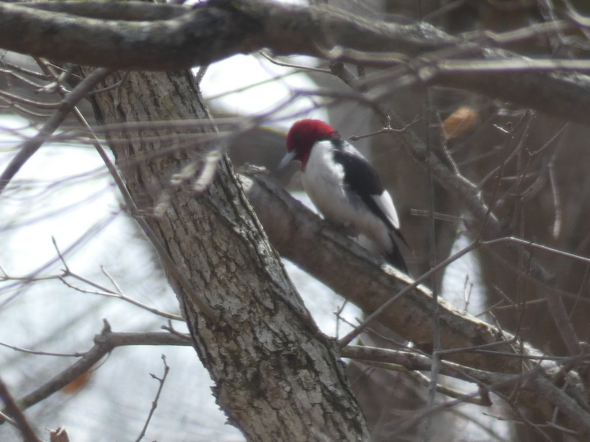 Red-headed Woodpecker - ML421127391