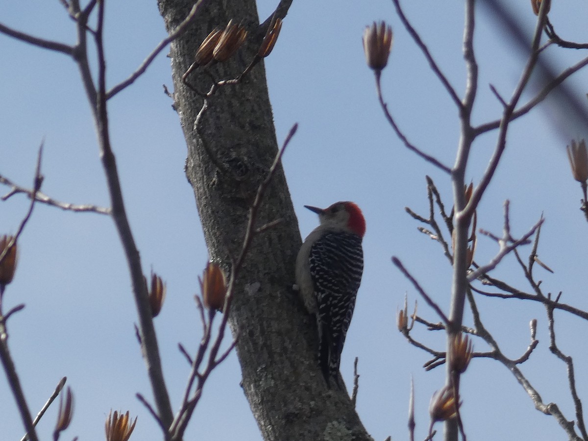 Red-bellied Woodpecker - ML421127401