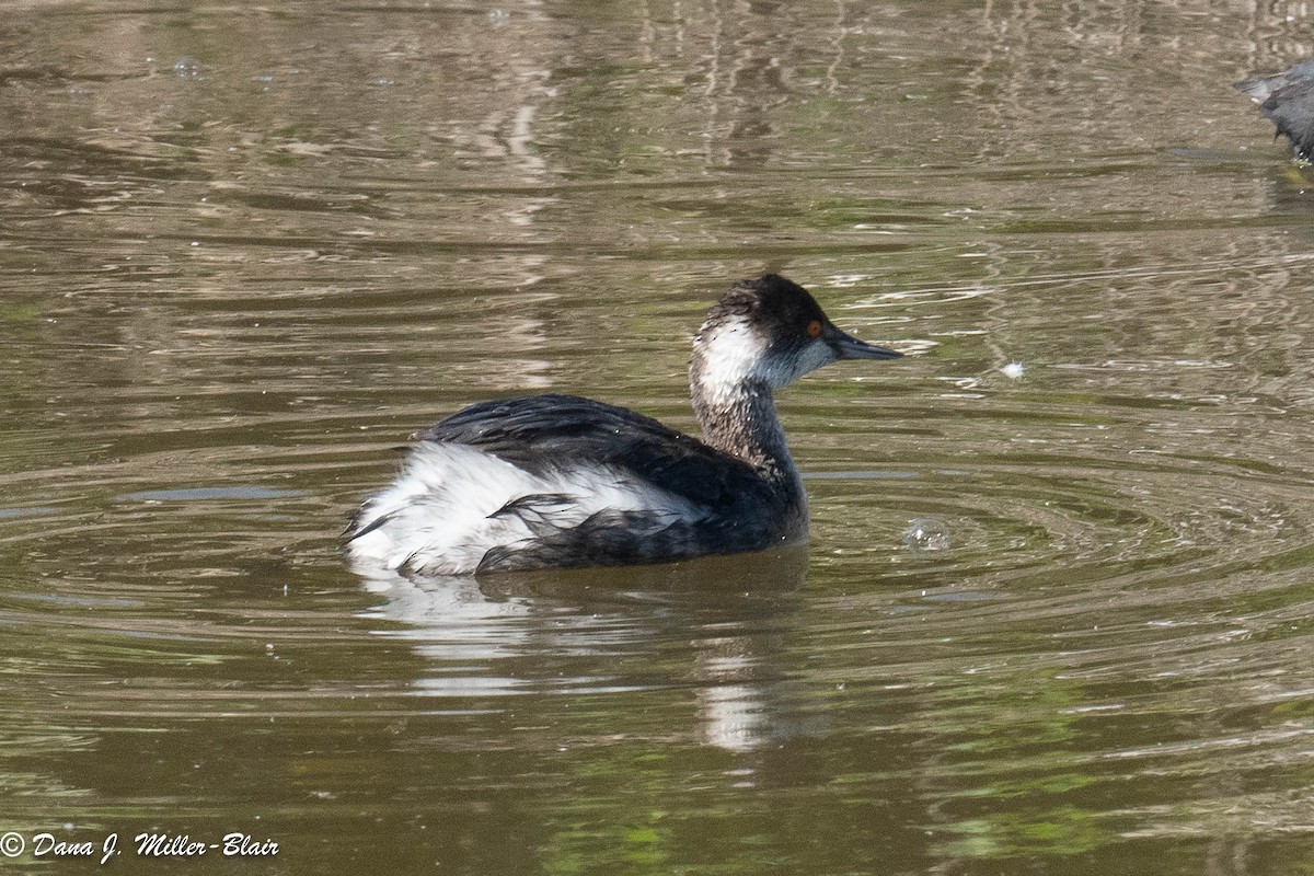 Eared Grebe - ML421127591