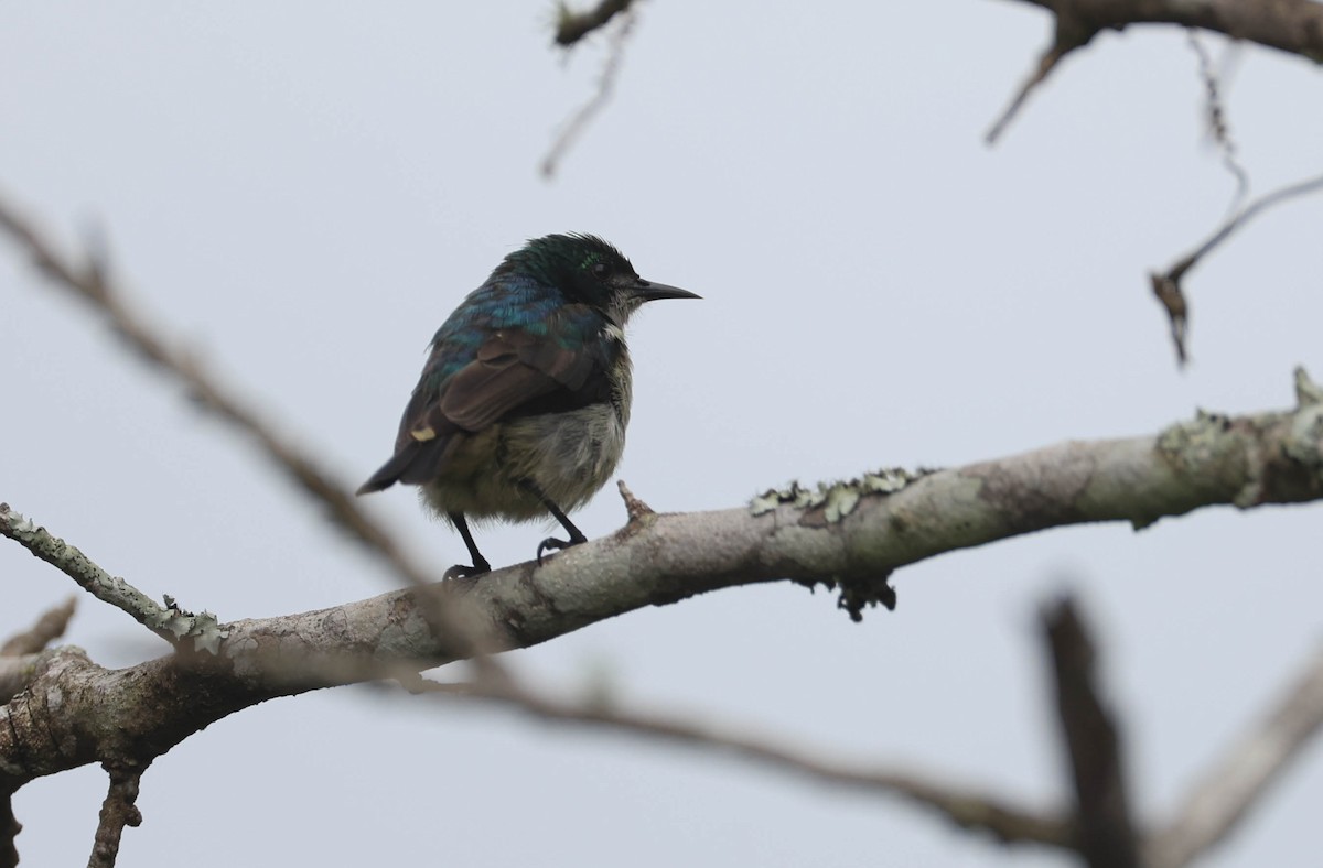 Uluguru Violet-backed Sunbird - ML421128011