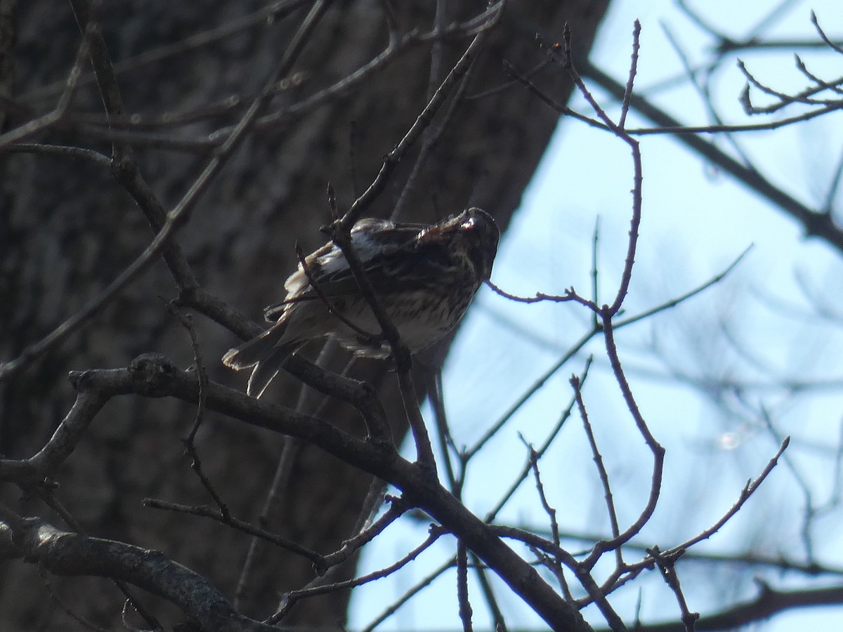 Purple Finch - ML421128081