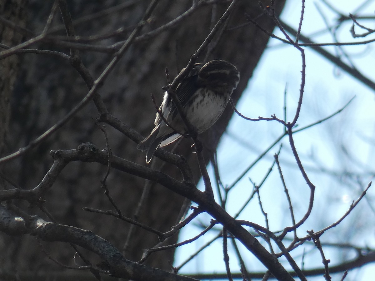 Purple Finch - ML421128091