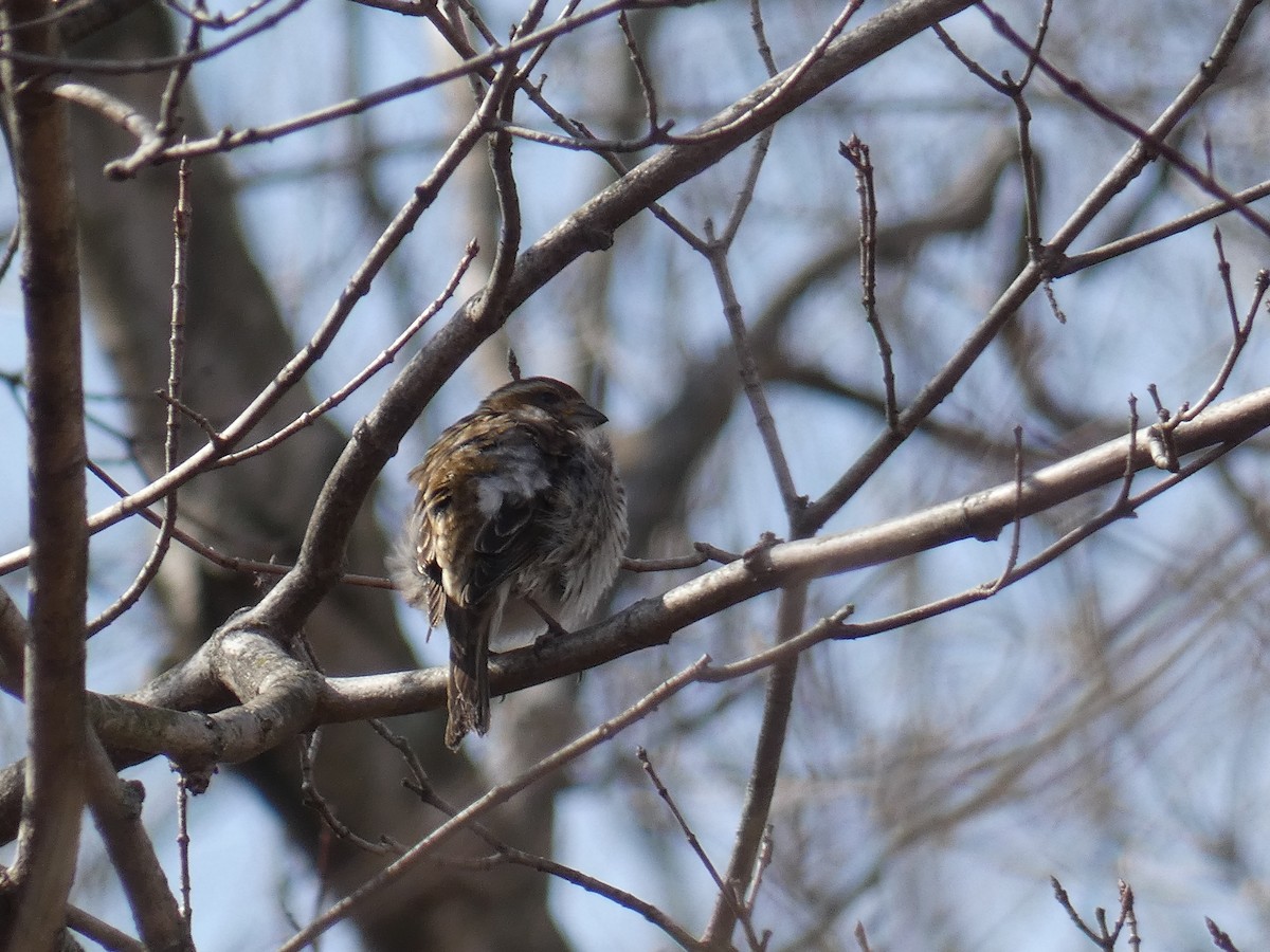 Purple Finch - ML421128151