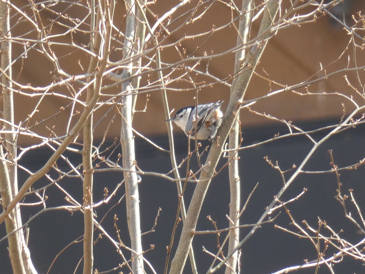 White-breasted Nuthatch - ML421128201