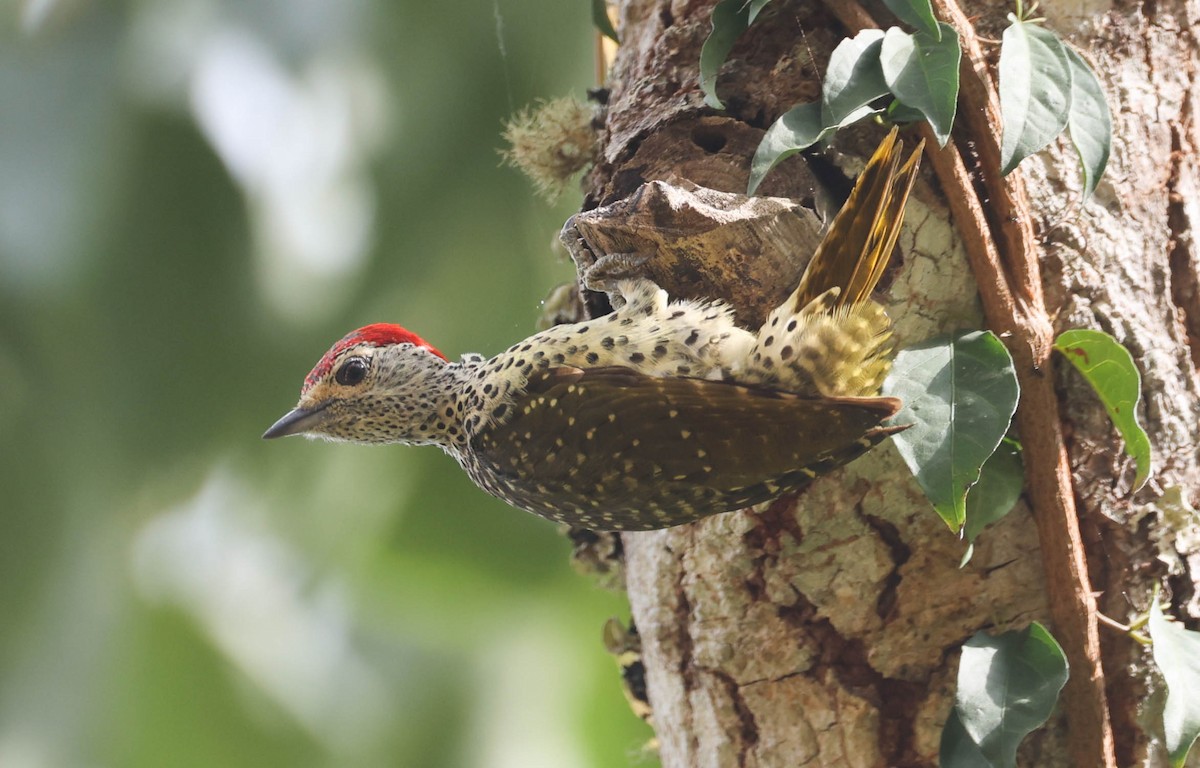 Green-backed Woodpecker - Raymond  Birkelund