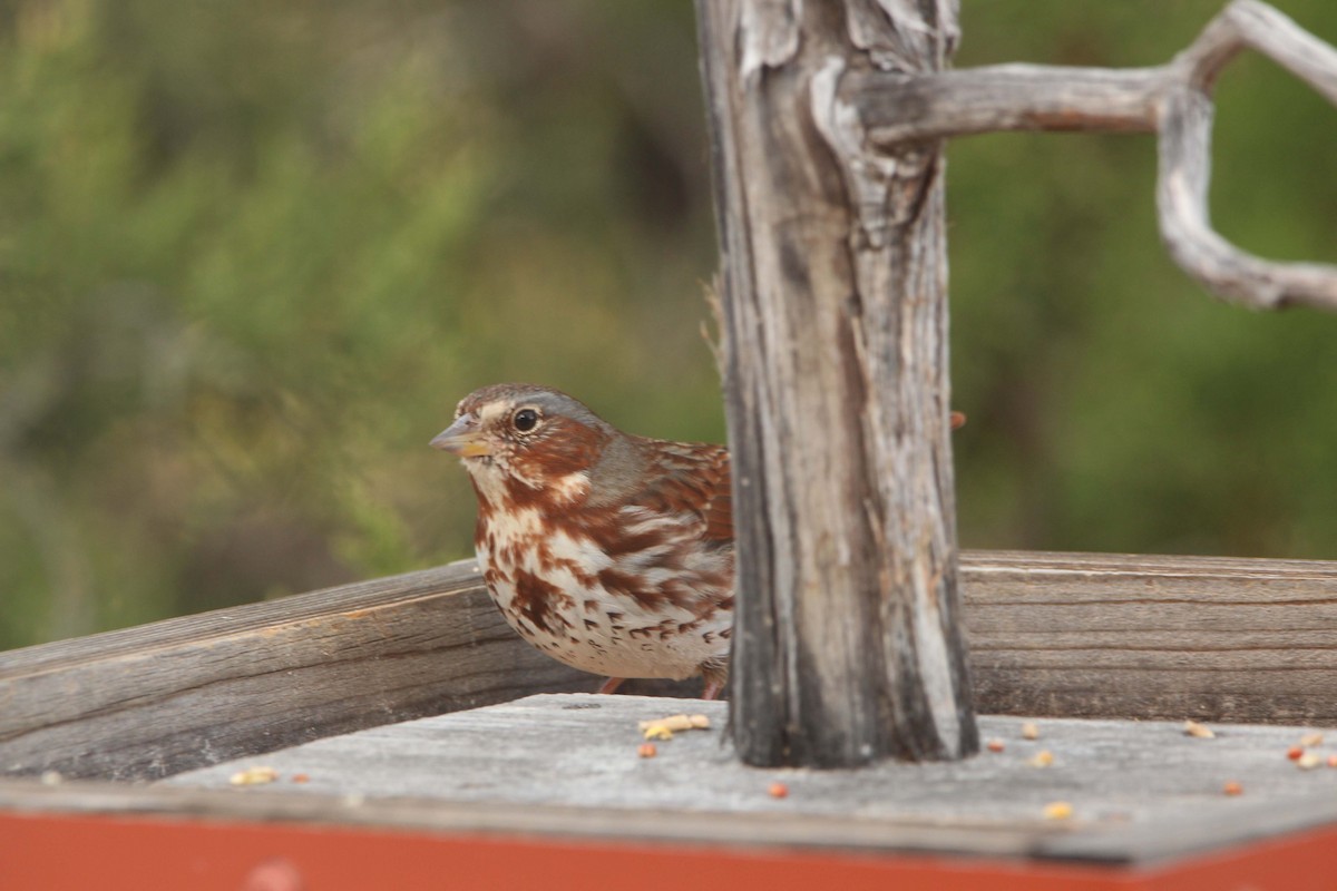 Fox Sparrow - ML421128821