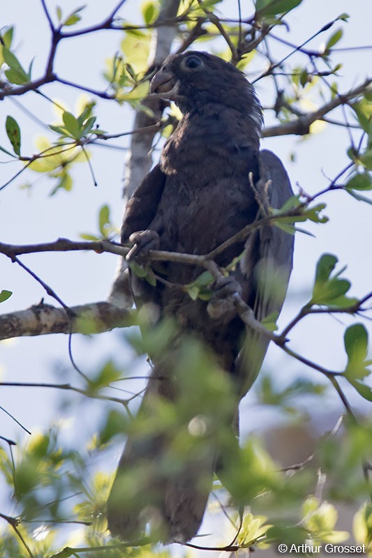 Lesser Vasa Parrot - ML42112891