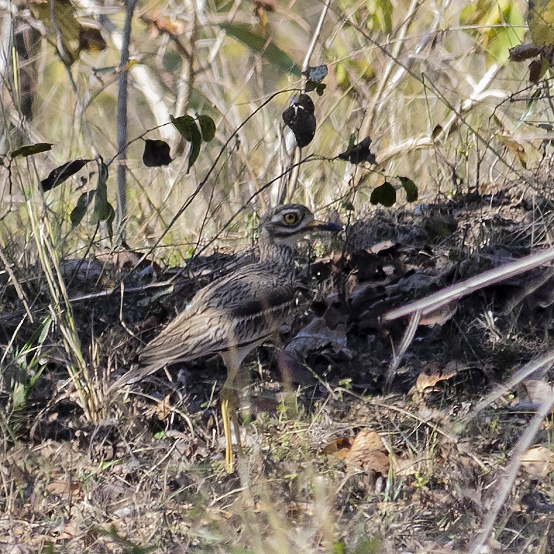 Indian Thick-knee - ML421128941