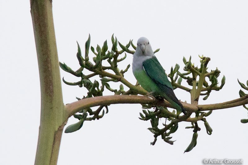 Gray-headed Lovebird - ML42112921