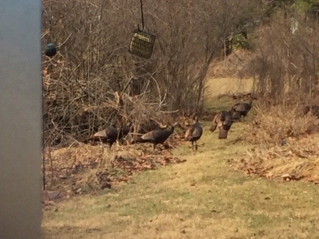 Wild Turkey - ML421129701