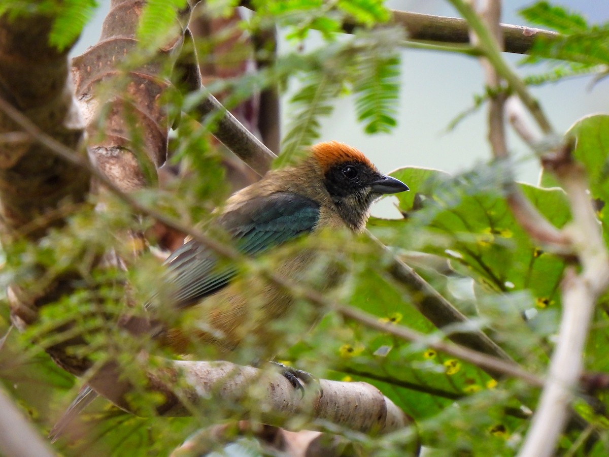Burnished-buff Tanager (Rufous-crowned) - Wilson Ortega