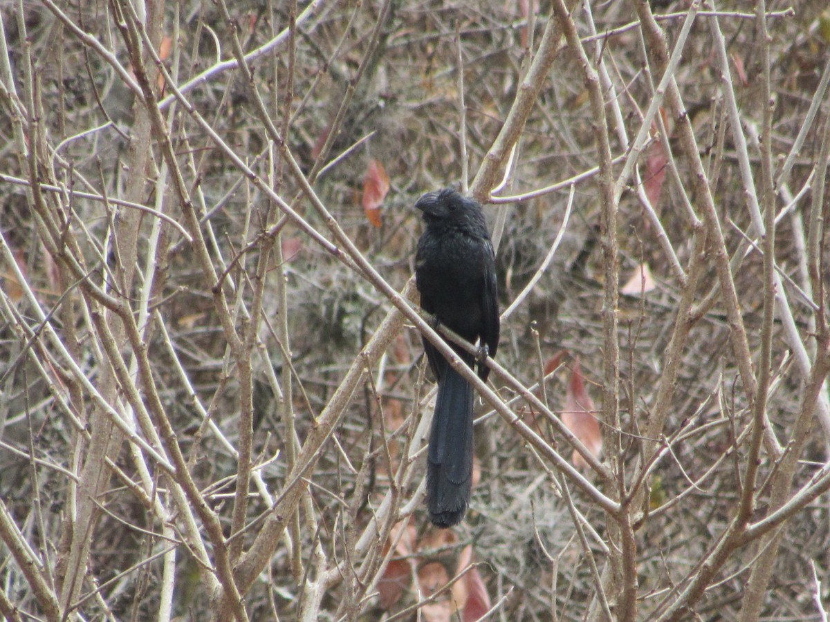 Groove-billed Ani - Patrick Riba