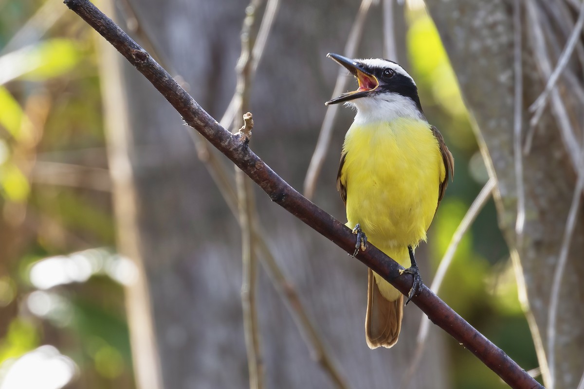 Great Kiskadee - Matt Felperin