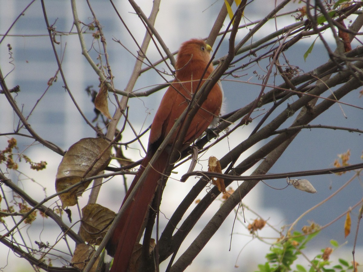 Squirrel Cuckoo - Patrick Riba