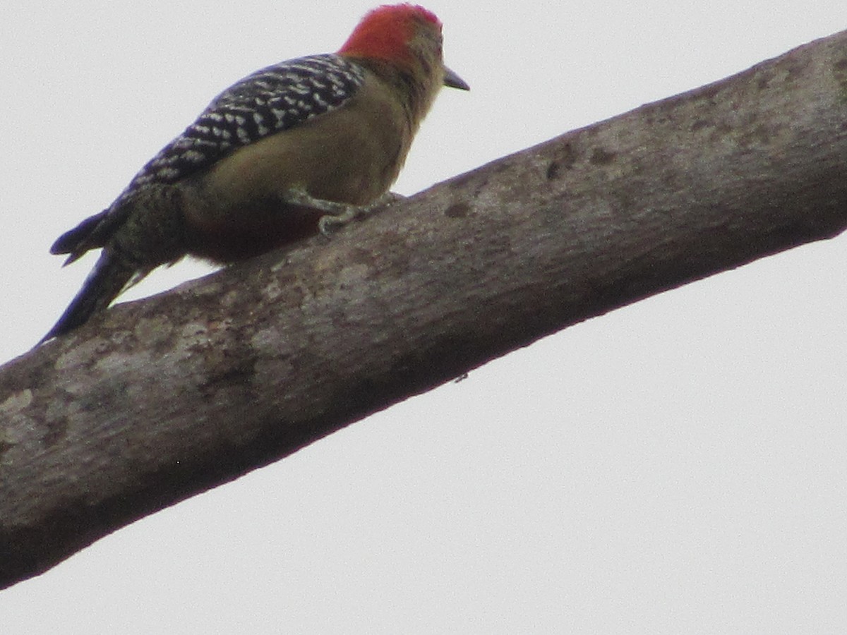 Red-crowned Woodpecker - Patrick Riba