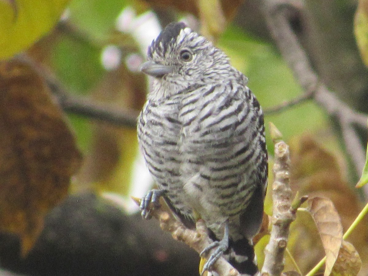 Barred Antshrike - ML421132011