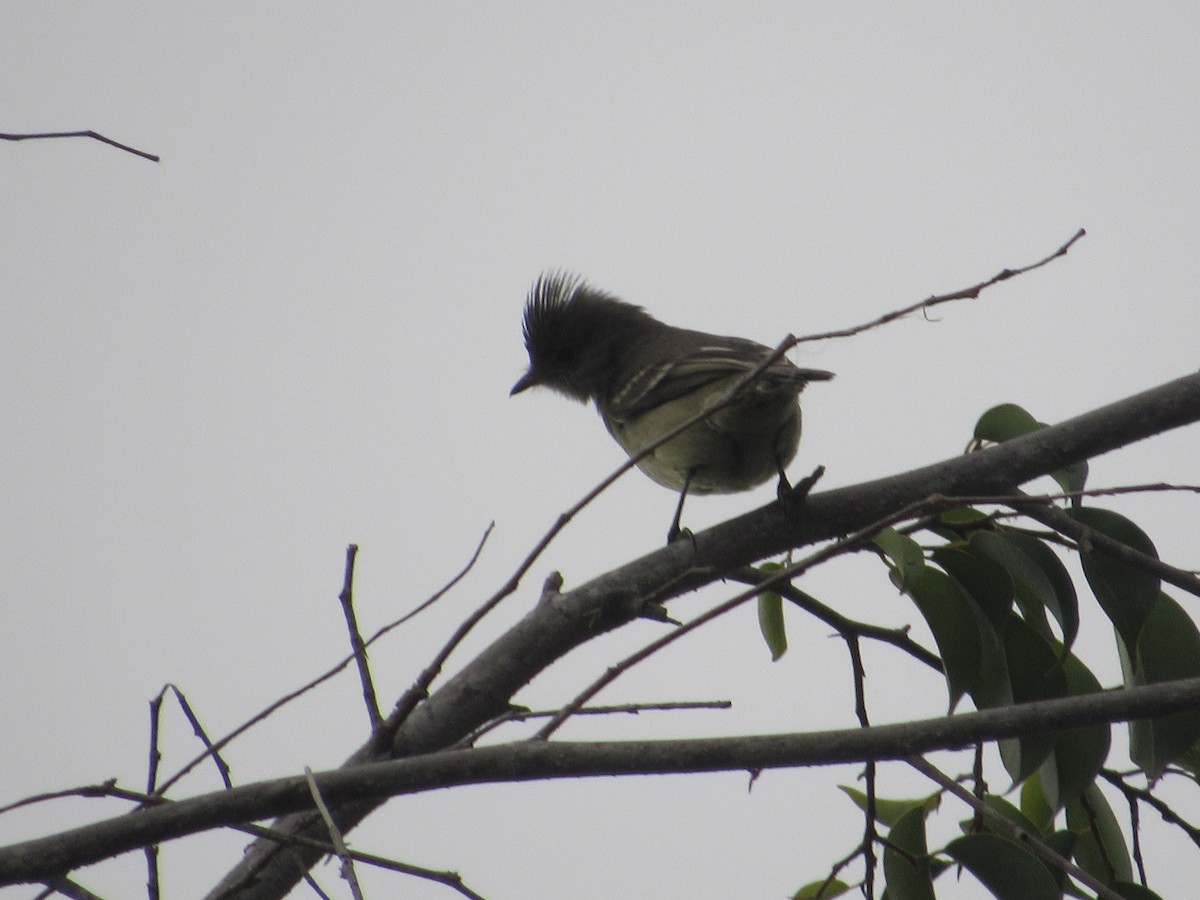 Yellow-bellied Elaenia - Patrick Riba