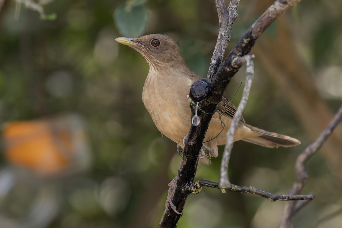 Clay-colored Thrush - ML421132231