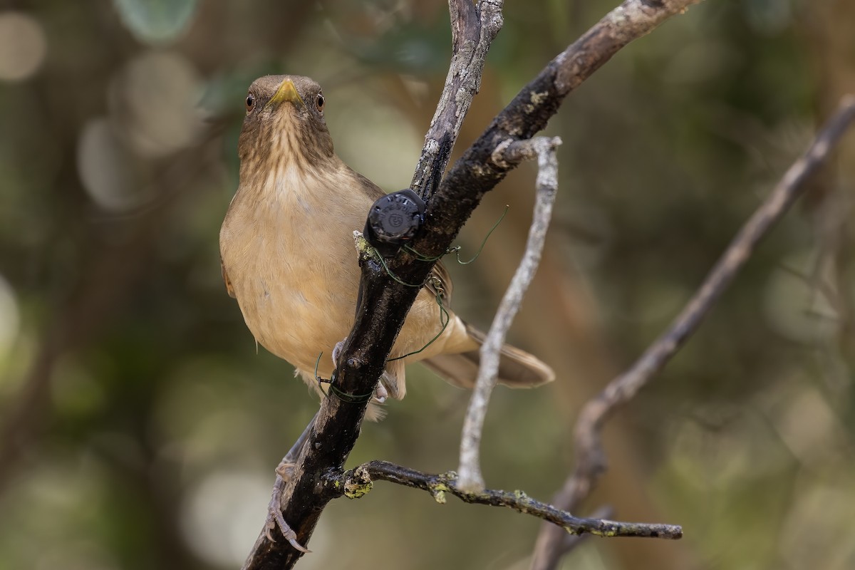 Clay-colored Thrush - ML421132241
