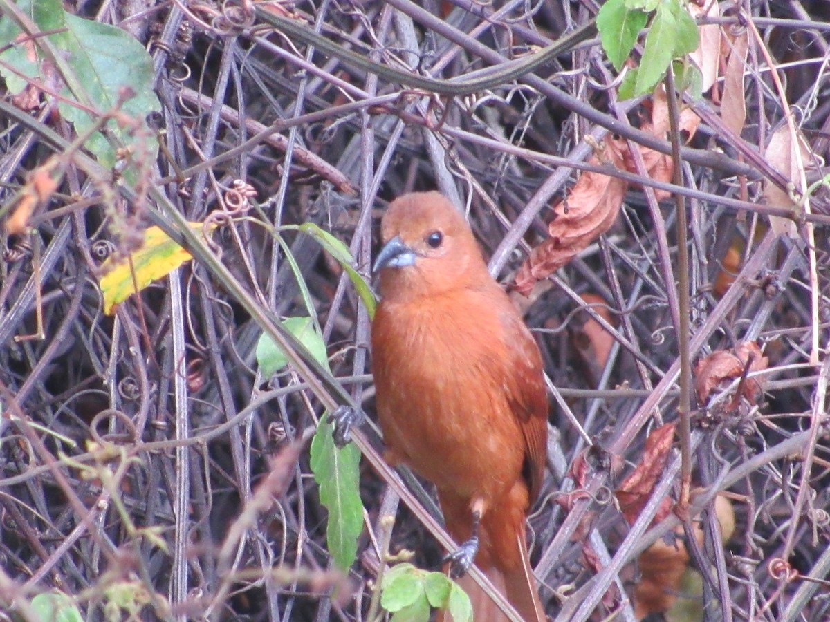 White-lined Tanager - ML421132531