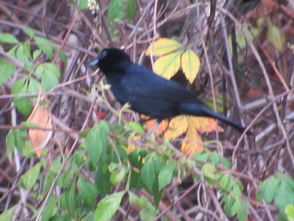 White-lined Tanager - Patrick Riba