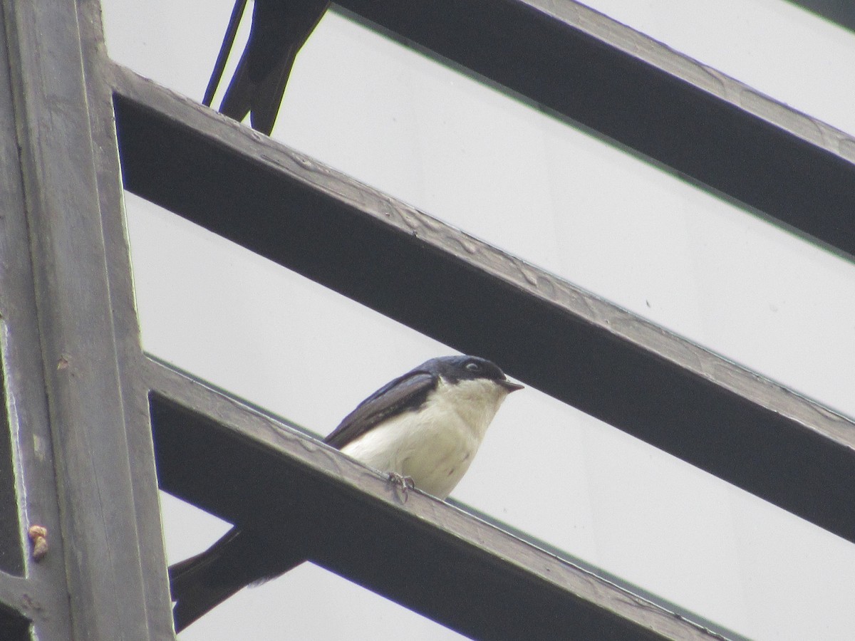 Blue-and-white Swallow - Patrick Riba