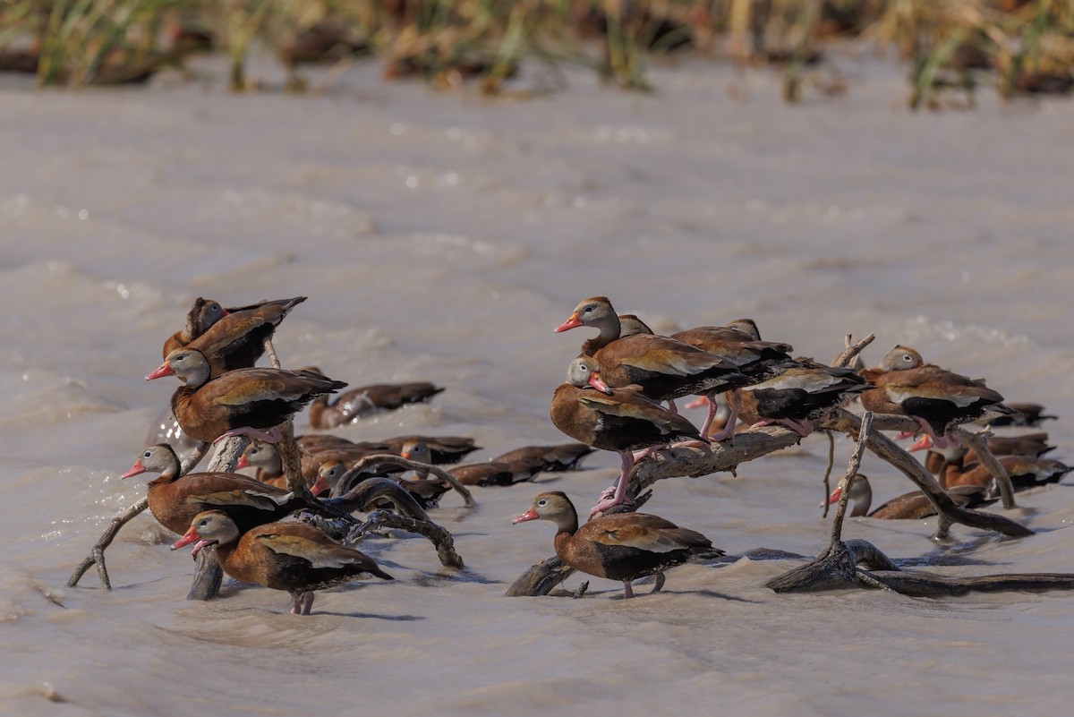 Black-bellied Whistling-Duck (fulgens) - Matt Felperin