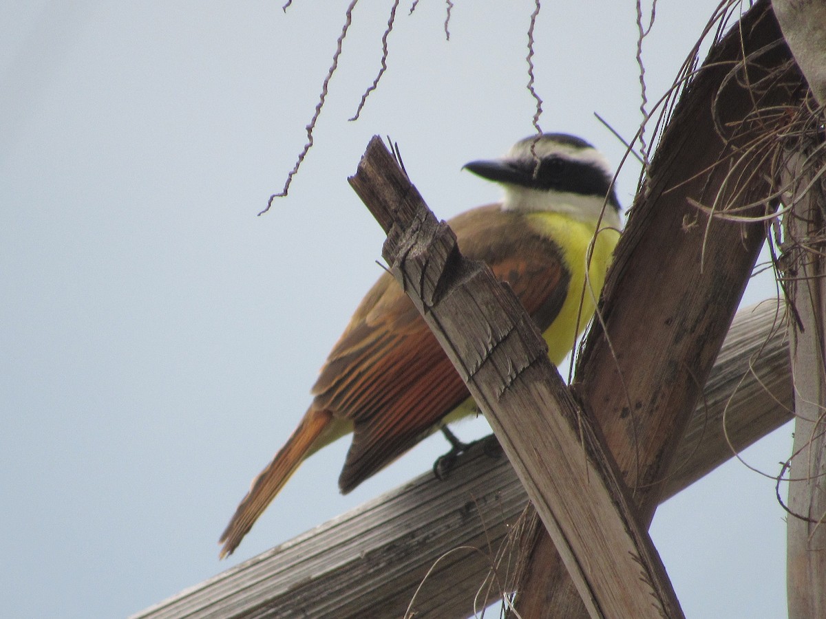 Great Kiskadee - Patrick Riba