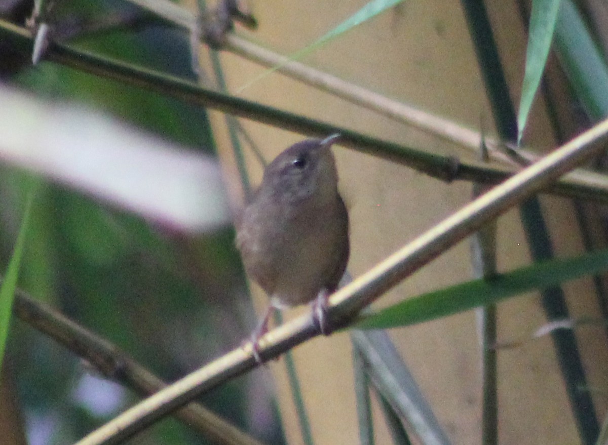 House Wren - ML42113411