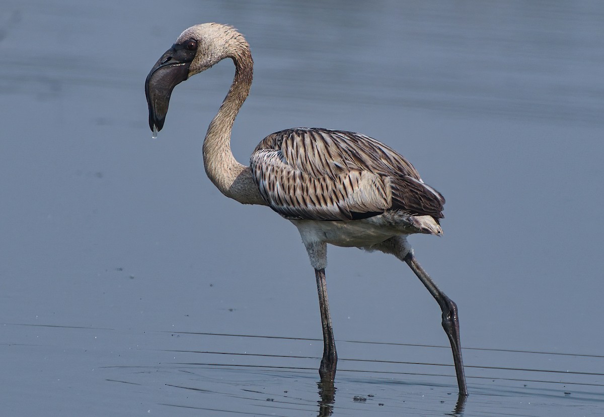 Lesser Flamingo - Tejas Mehendale