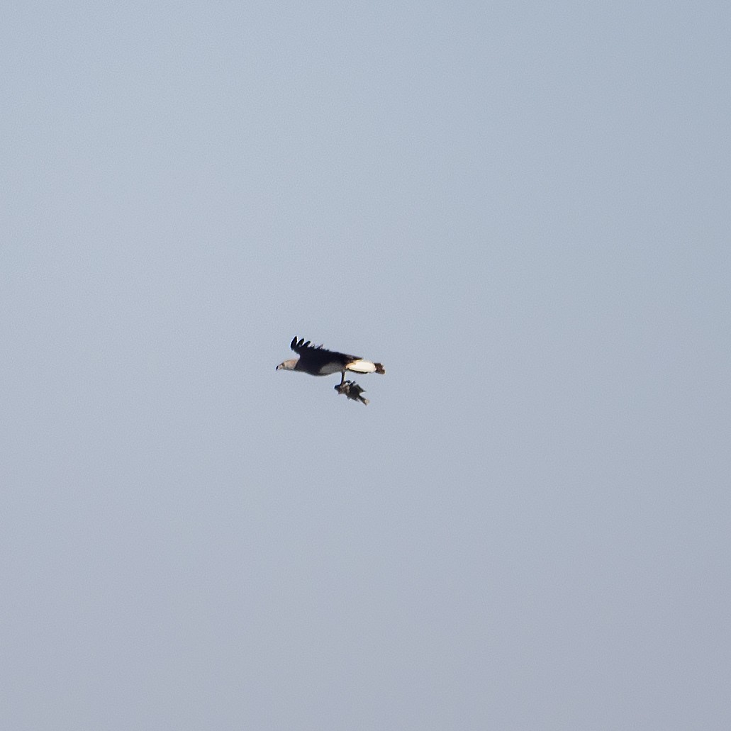 Gray-headed Fish-Eagle - ML421134401