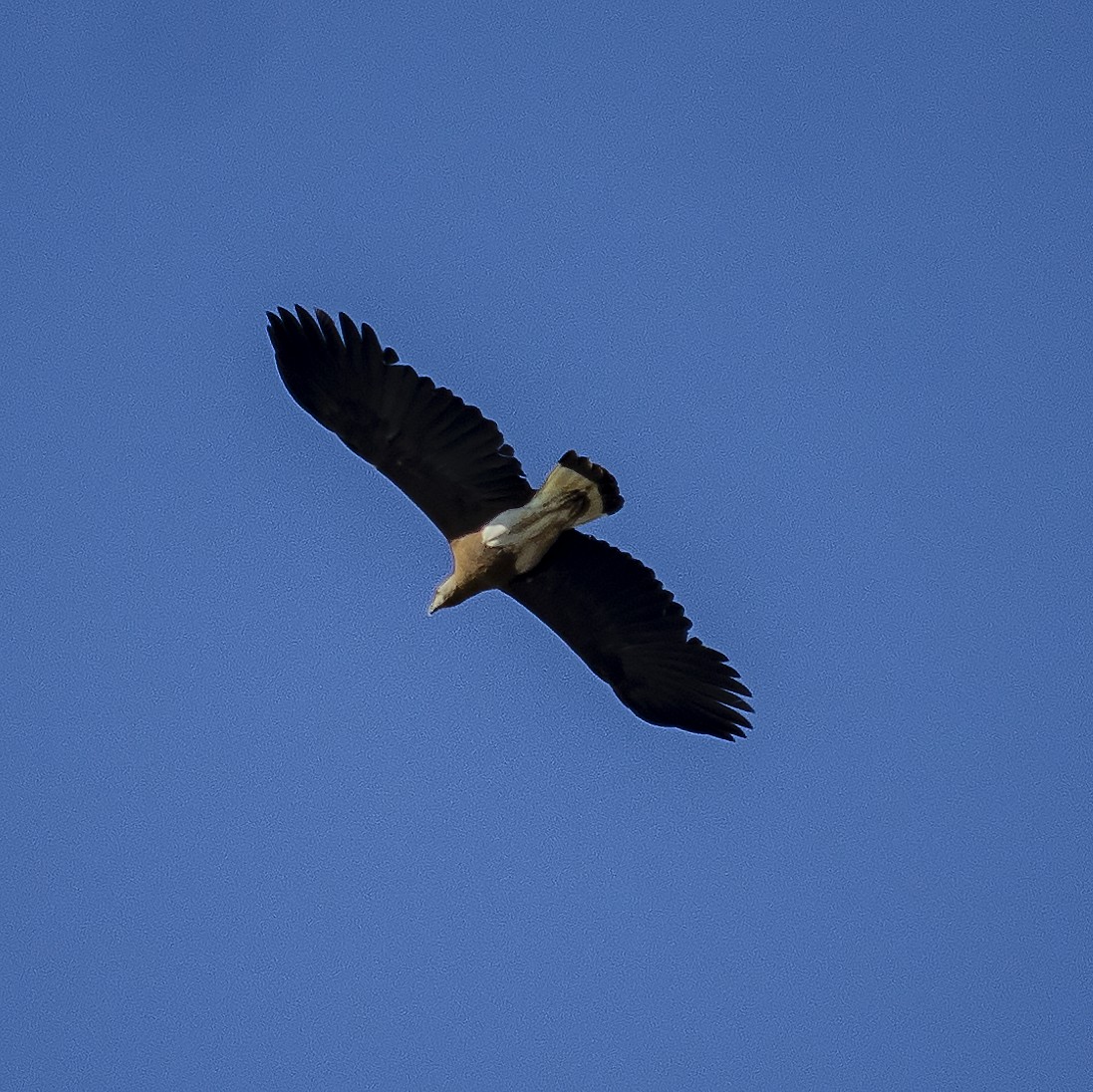 Gray-headed Fish-Eagle - ML421134421