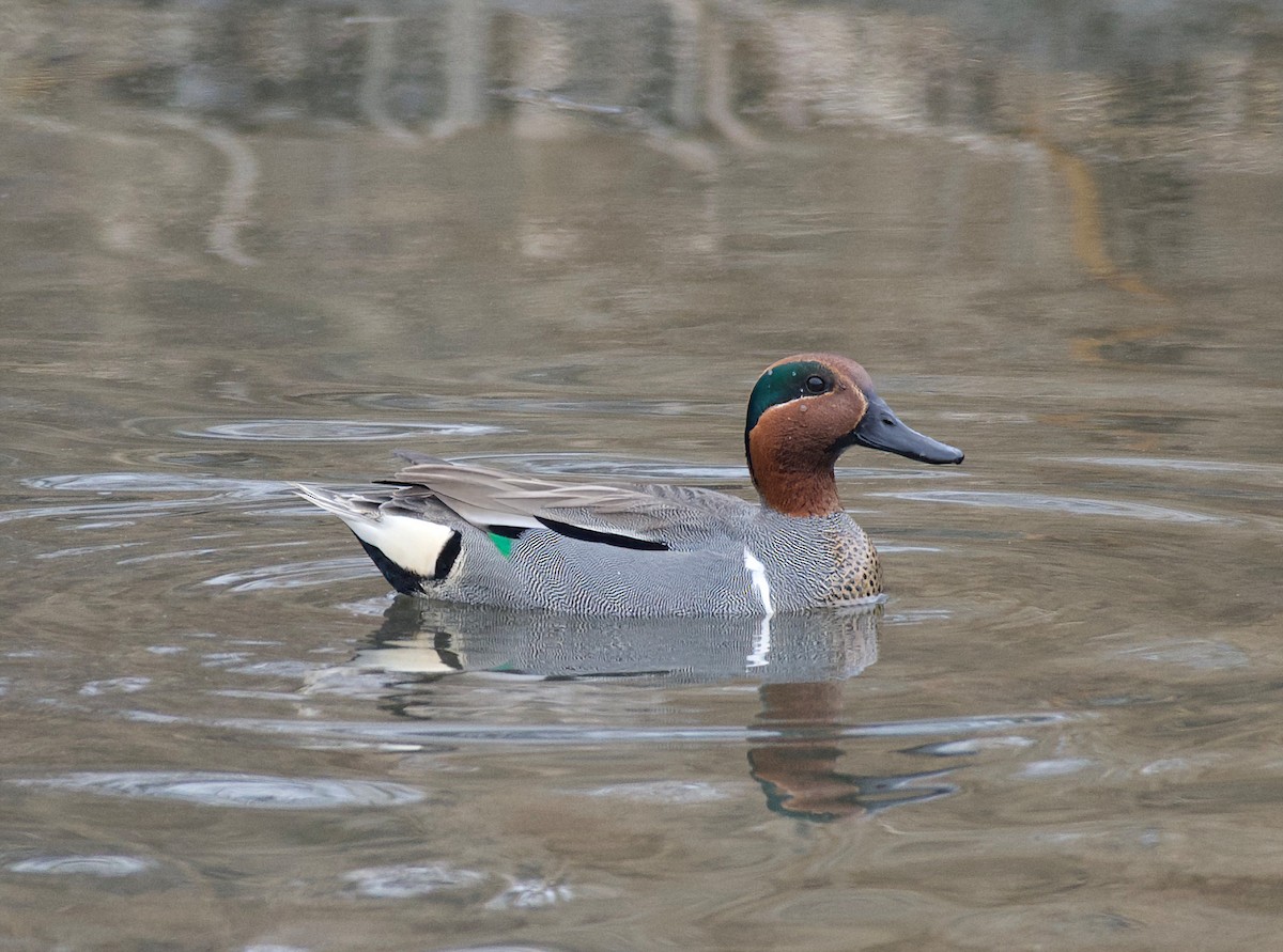 Green-winged Teal - ML421134961