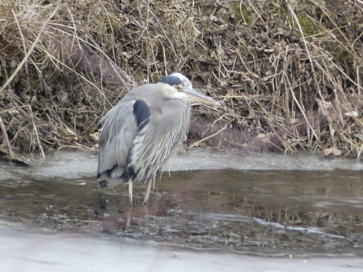 Great Blue Heron - ML421137981