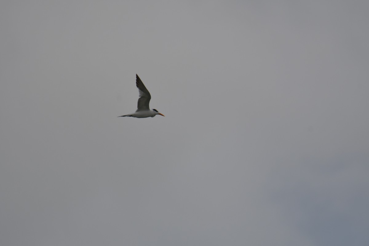 Royal Tern - ML421139121