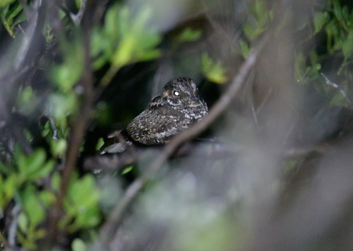 Puerto Rican Nightjar - ML421139361