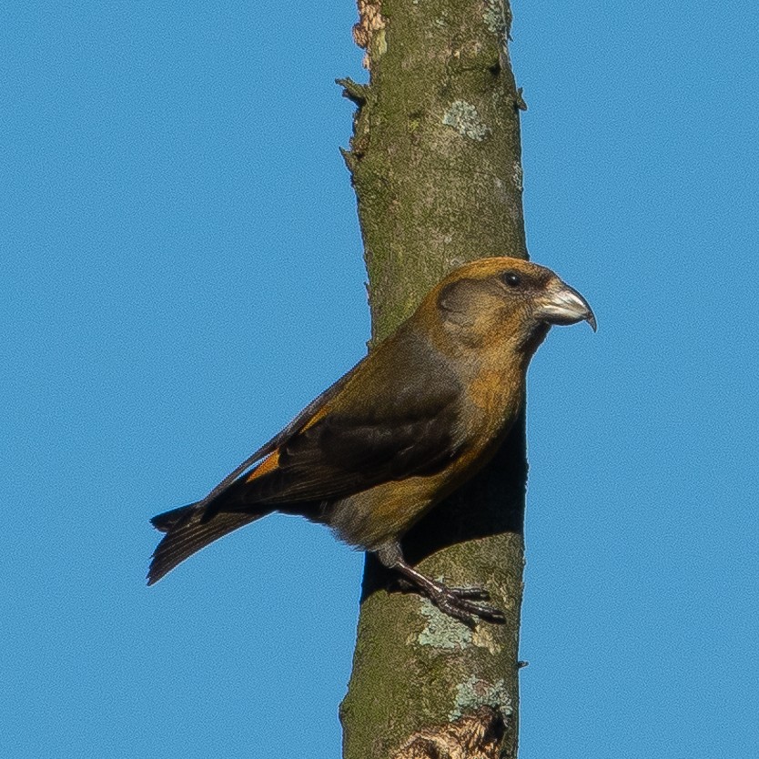 Red Crossbill - ML421140291