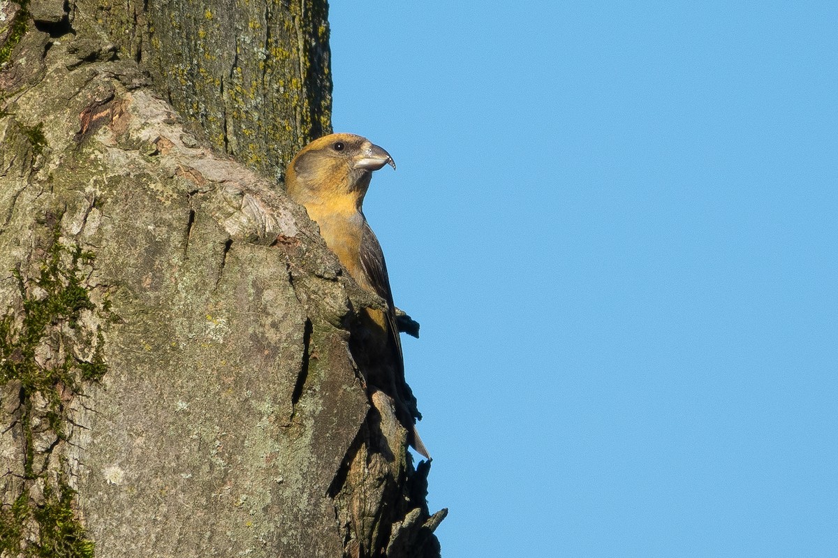 Red Crossbill - ML421140311