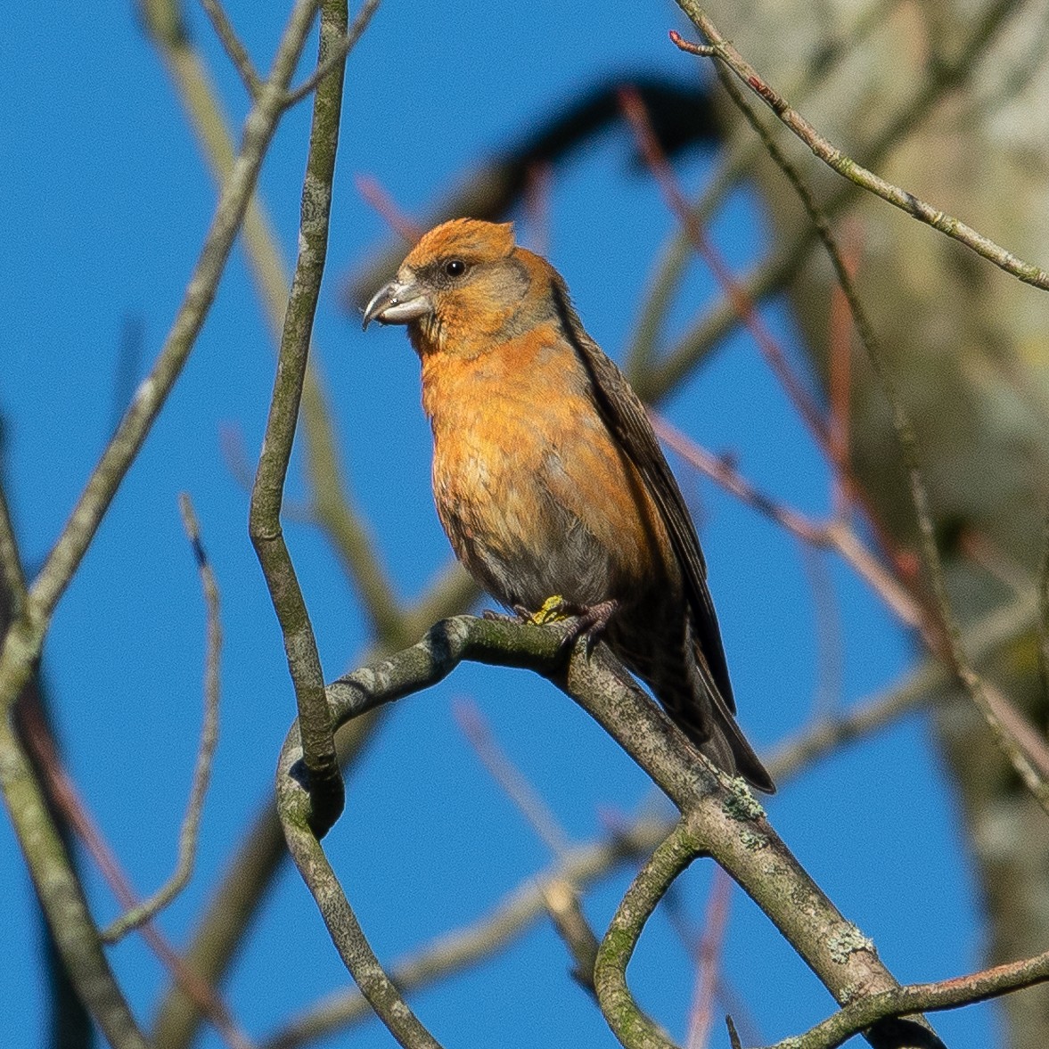 Red Crossbill - ML421140331