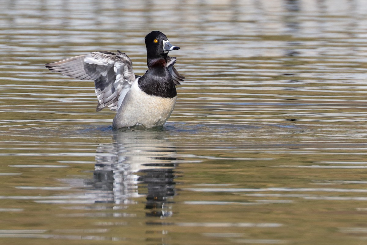 Ring-necked Duck - ML421140571