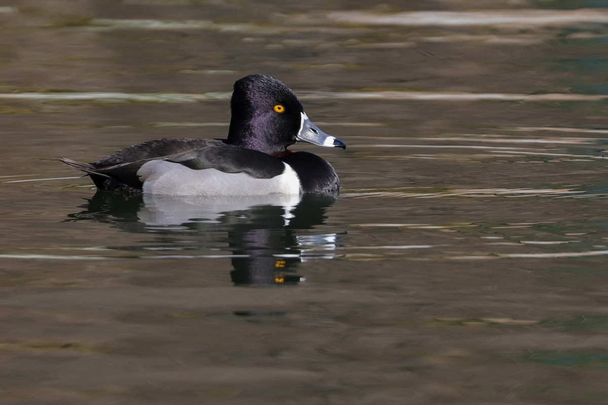 Ring-necked Duck - ML421140581