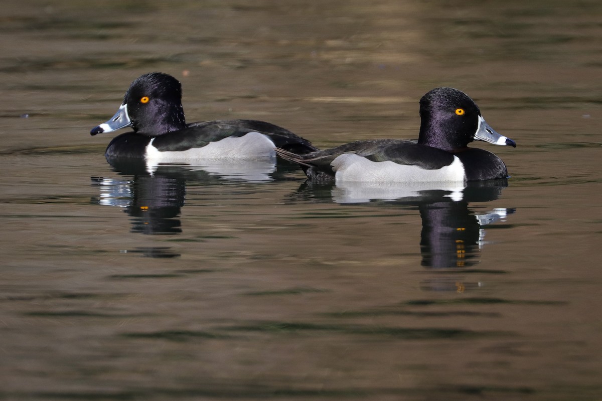 Ring-necked Duck - ML421140591